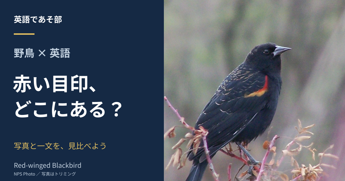 野鳥の英語を読んでみよう｜黒い鳥の赤い目印はどこ？